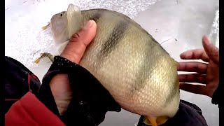 ЖОР ОКУНЕЙ МОНСТРОВ В ЗАТОПЛЕННОМ ЛЕСУ