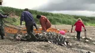 Горбуша пошла на нерест. Часть I