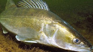 Судак. (Л. П. Сабанеев. Жизнь и Ловля пресноводных рыб)