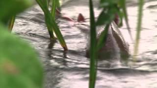 Горбуша пошла на нерест. Часть II