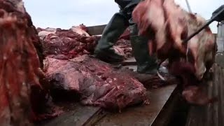 Охота на китов. &quot;Китобои&quot;