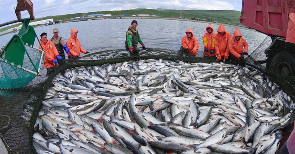 Добыча лосося в России в этом году выросла почти в два раза по сравнению с прошлым Добыча лосося в России в этом году выросла почти в два раза по сравнению с прошлым