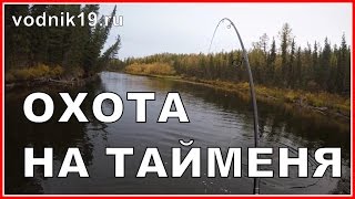 Атака ТАЙМЕНЯ НА МЫША днем!