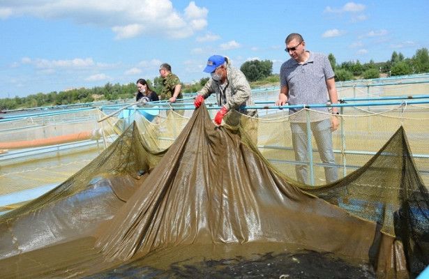 «Росводоканал Омск» организовал на Иртыше «выпускной» для мальков осетра «Росводоканал Омск» организовал на Иртыше «выпускной» для мальков осетра
