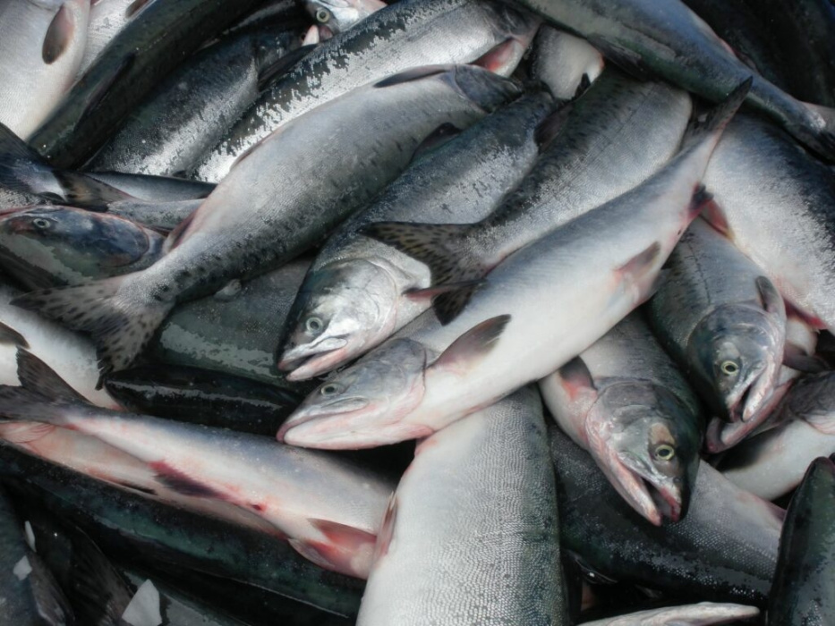 Рыбные ряды: оптовые цены на основные виды мороженной рыбы стали ниже к началу года Рыбные ряды: оптовые цены на основные виды мороженной рыбы стали ниже к началу года