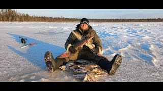 На Ямале первый лёд 2021-2022! Окунь и плотва на мормышку! Щука на жерлицы!