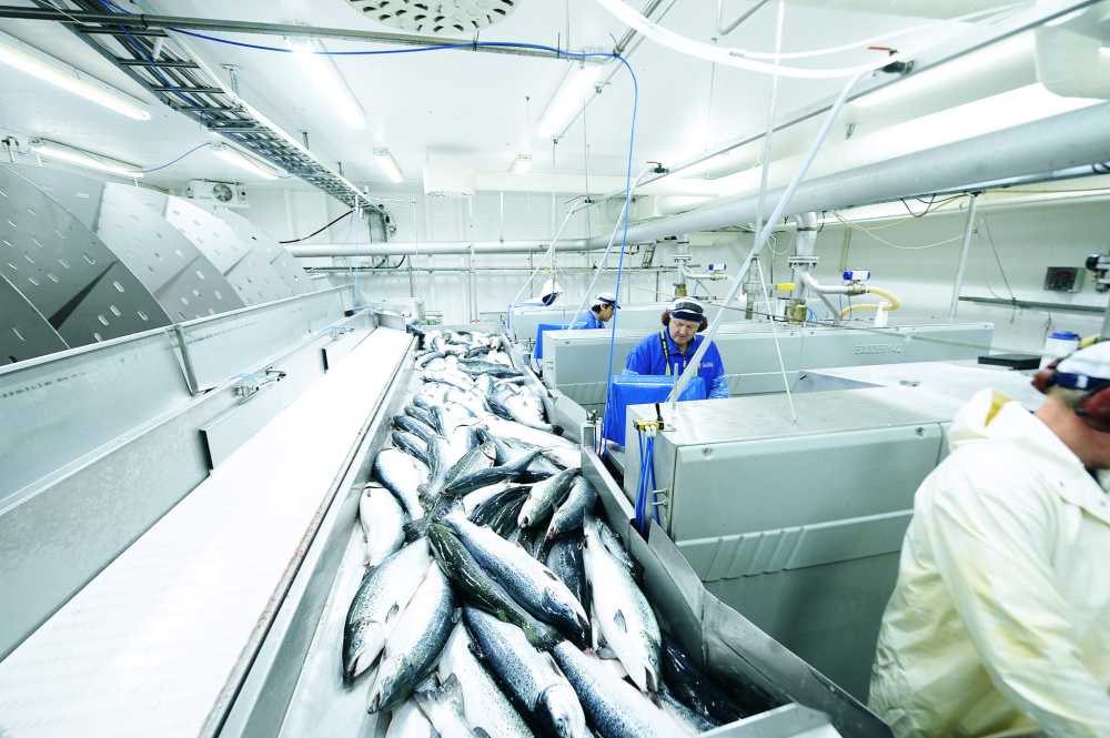 В структуре производства рыбной продукции в России продолжает расти сегмент глубокой переработки В структуре производства рыбной продукции в России продолжает расти сегмент глубокой переработки