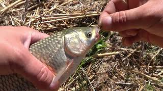 Рыбалка в жару. Ловля на пружины. Карп - Амур.