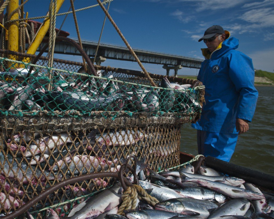 Производство рыбной продукции в стране выросло на % Производство рыбной продукции в стране выросло на %