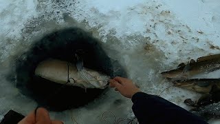 Интересная рыбалка на крайнем севере - ловим сига и налима