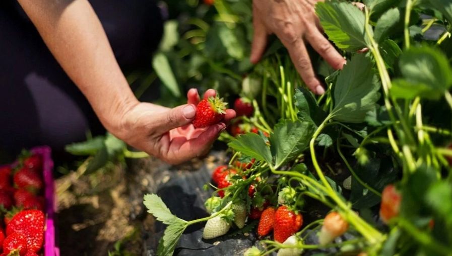 Первое чем нужно подкормить клубнику весной чтобы было очень много крупной ягоды.